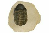 Detailed, Reedops Trilobite - Atchana, Morocco #181261-2